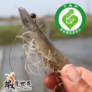 超大尾-活凍生鮮白蝦-約12-14尾/300g